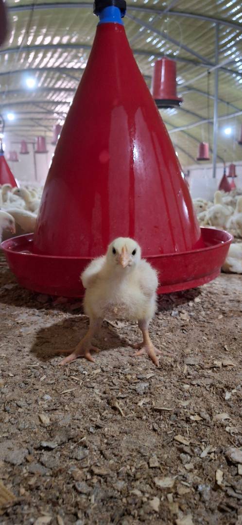 Ferme a vendre