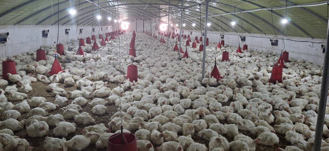 Ferme a vendre