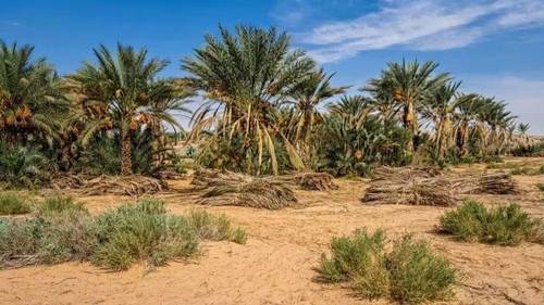 📣 Excellent terrain agricole à vendre à El M'Ghair (Province de Touggourt) 