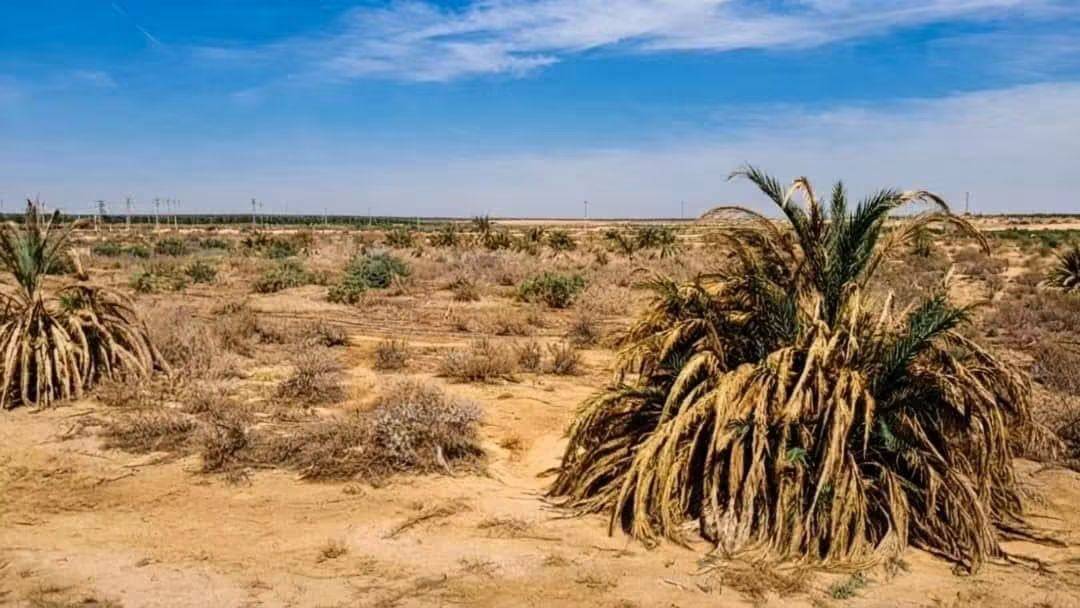 📣 Excellent terrain agricole à vendre à El M'Ghair (Province de Touggourt)