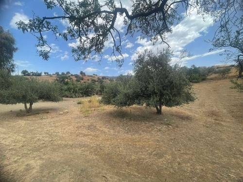 قطعة أرض للبيع بمساحة 27.5 آر في بلدية عريب (المهارة) - ولاية عين الدفلى