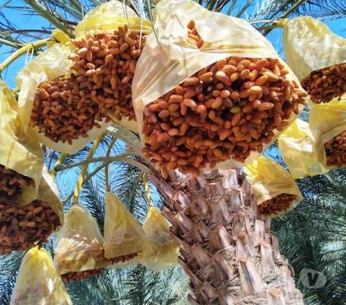 Grande plantation de 420 palmiers dattiers