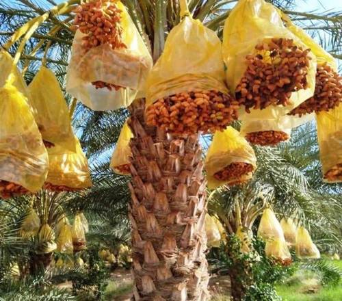 Grande plantation de 420 palmiers dattiers