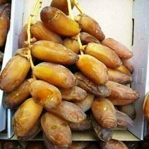 Grande plantation de 420 palmiers dattiers