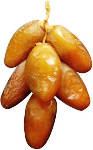 Grande plantation de 420 palmiers dattiers