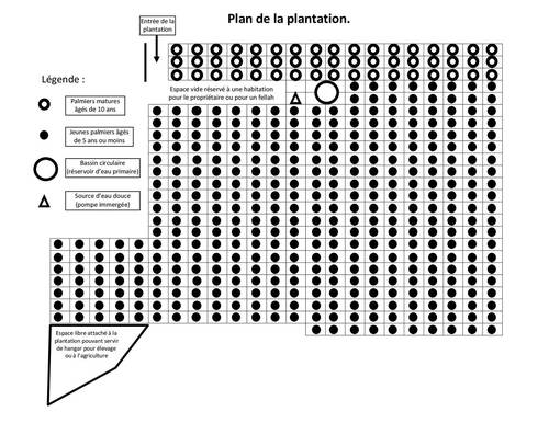 Grande plantation de 420 palmiers dattiers