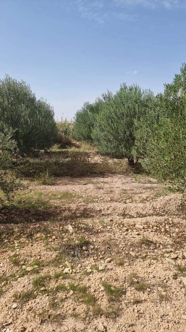 VENTE FERME DJELFA