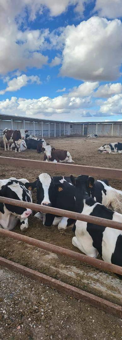 VENTE FERME DJELFA