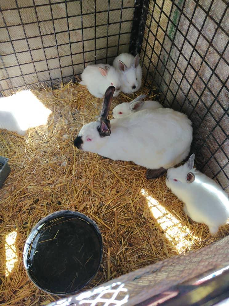 VENTE FERME DJELFA