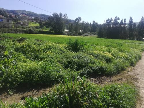 TERRAIN A VENDRE A TIFRA / TIGZIRT