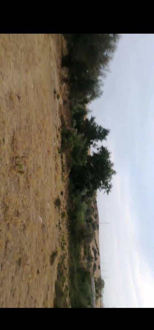 Vente de terrain à chaddia commune de kaous (jijel)
