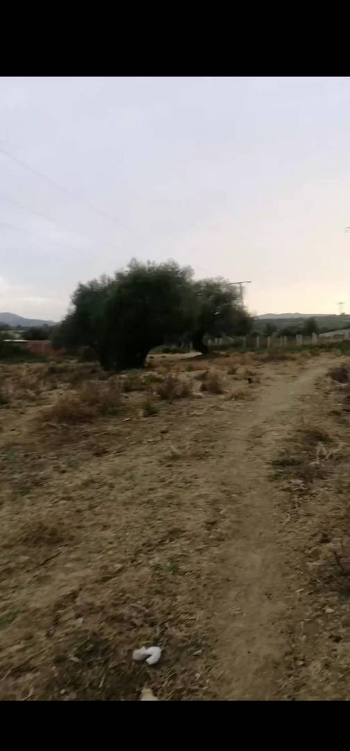 Vente de terrain à chaddia commune de kaous (jijel)