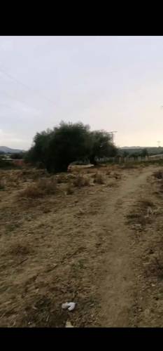 Vente de terrain à chaddia commune de kaous (jijel) 