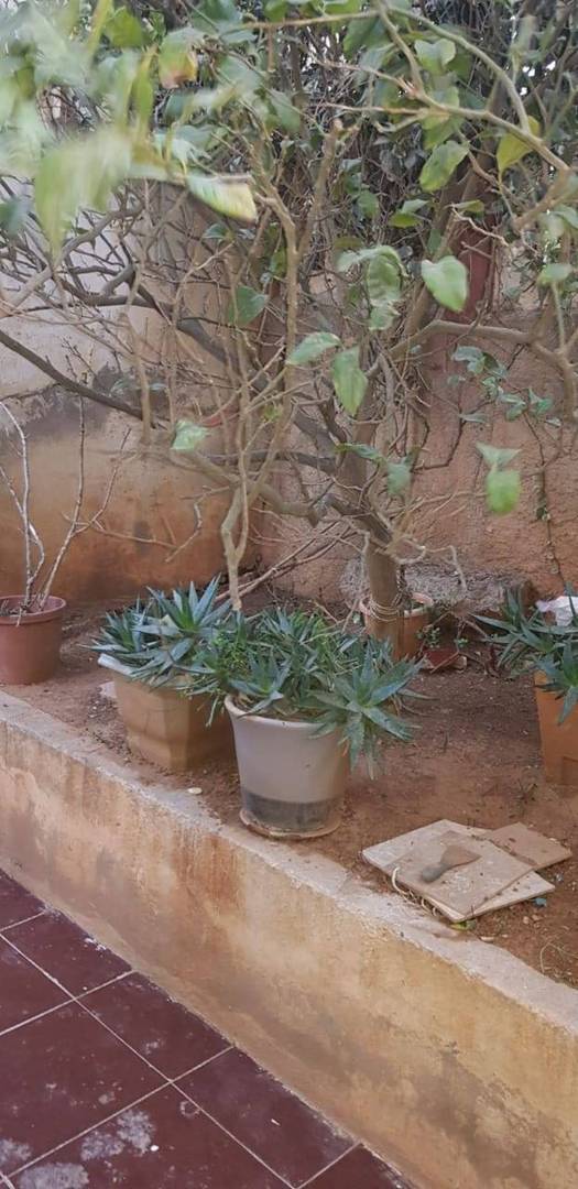 Vente Appartement Bouzareah