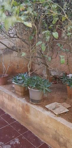 Vente Appartement Bouzareah