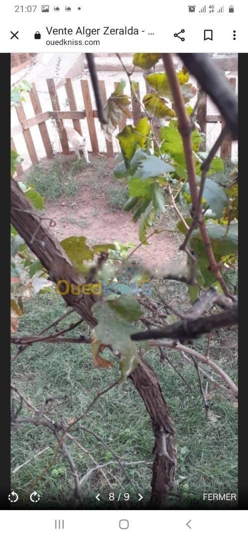 Location Appartement Zeralda
