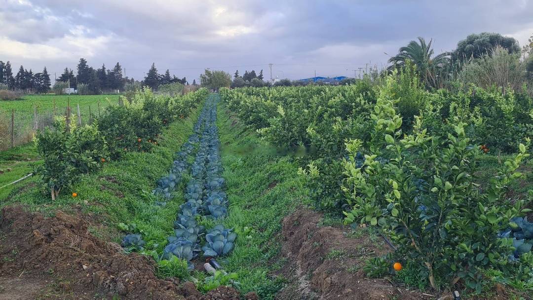 Vente Terrain Rouiba