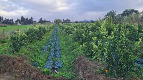 Vente Terrain Rouiba