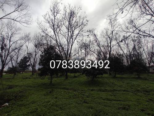 Vente Terrain Ouled Chebel