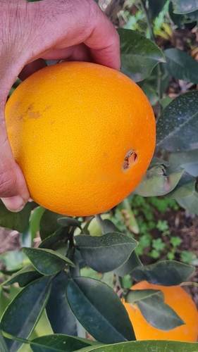 Vente Terrain Rouiba