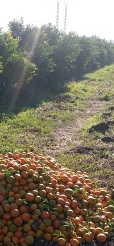 Vente Terrain Dar El Beida