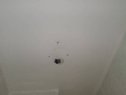 Location Appartement F3 Draria