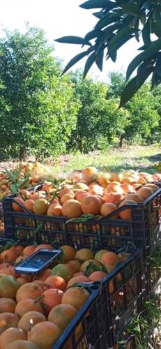 Vente Terrain Dar El Beida