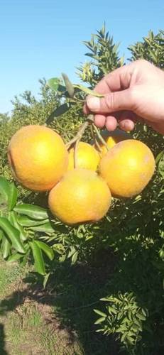 Vente Terrain Dar El Beida