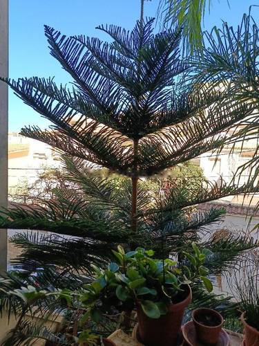 Location Villa F7 Ouled Fayet