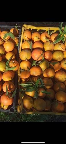 Vente Terrain Dar El Beida