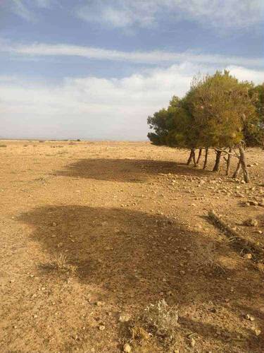 Terrain à de 13 HECTARES à vendre – Hassi Fedoul, Wilaya de Djelfa
