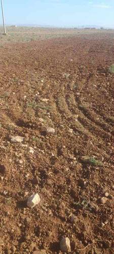 Terrain à de 13 HECTARES à vendre – Hassi Fedoul, Wilaya de Djelfa