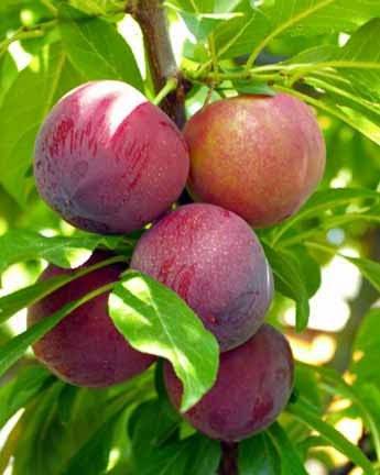 A Vendre une Ferme Agricole à Tipaza 
