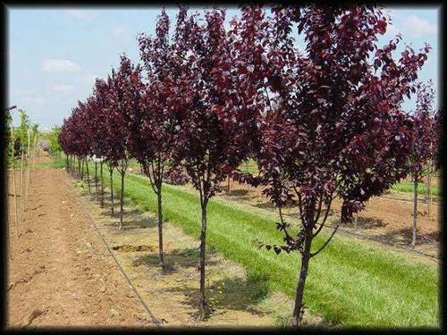 A Vendre une Ferme Agricole à Tipaza 