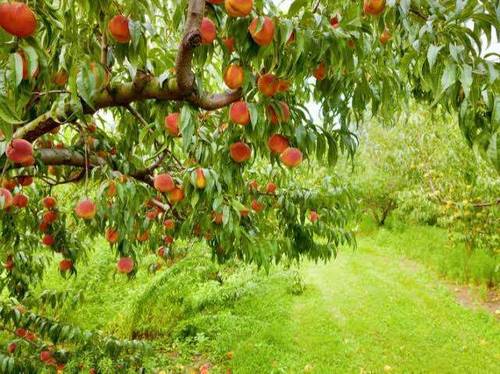 A Vendre une Ferme Agricole à Tipaza 