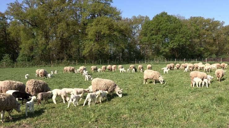 Ferme Agricole ( Terrain Agricole )
