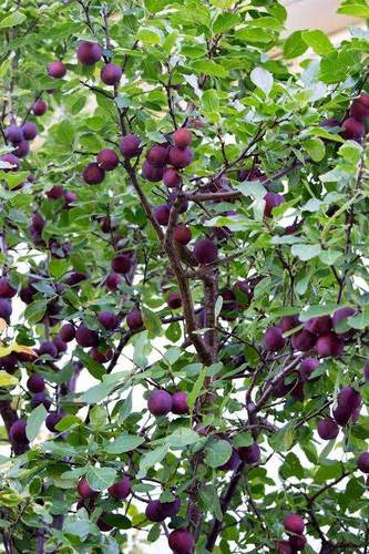 Ferme Agricole ( Terrain Agricole )