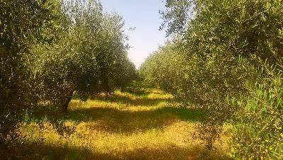 Terrain Agricole ( Ferme)