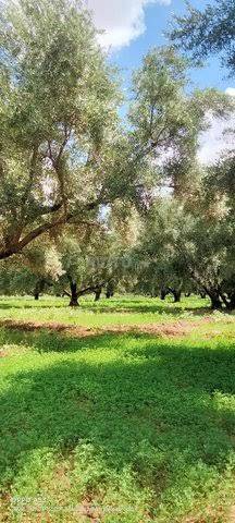 Terrain Agricole ( Ferme)