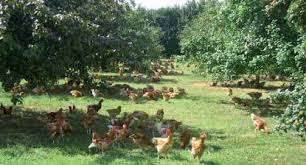 Terrain Agricole ( Ferme)