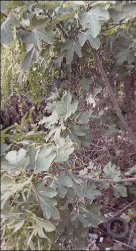 maison avec une cours RDC